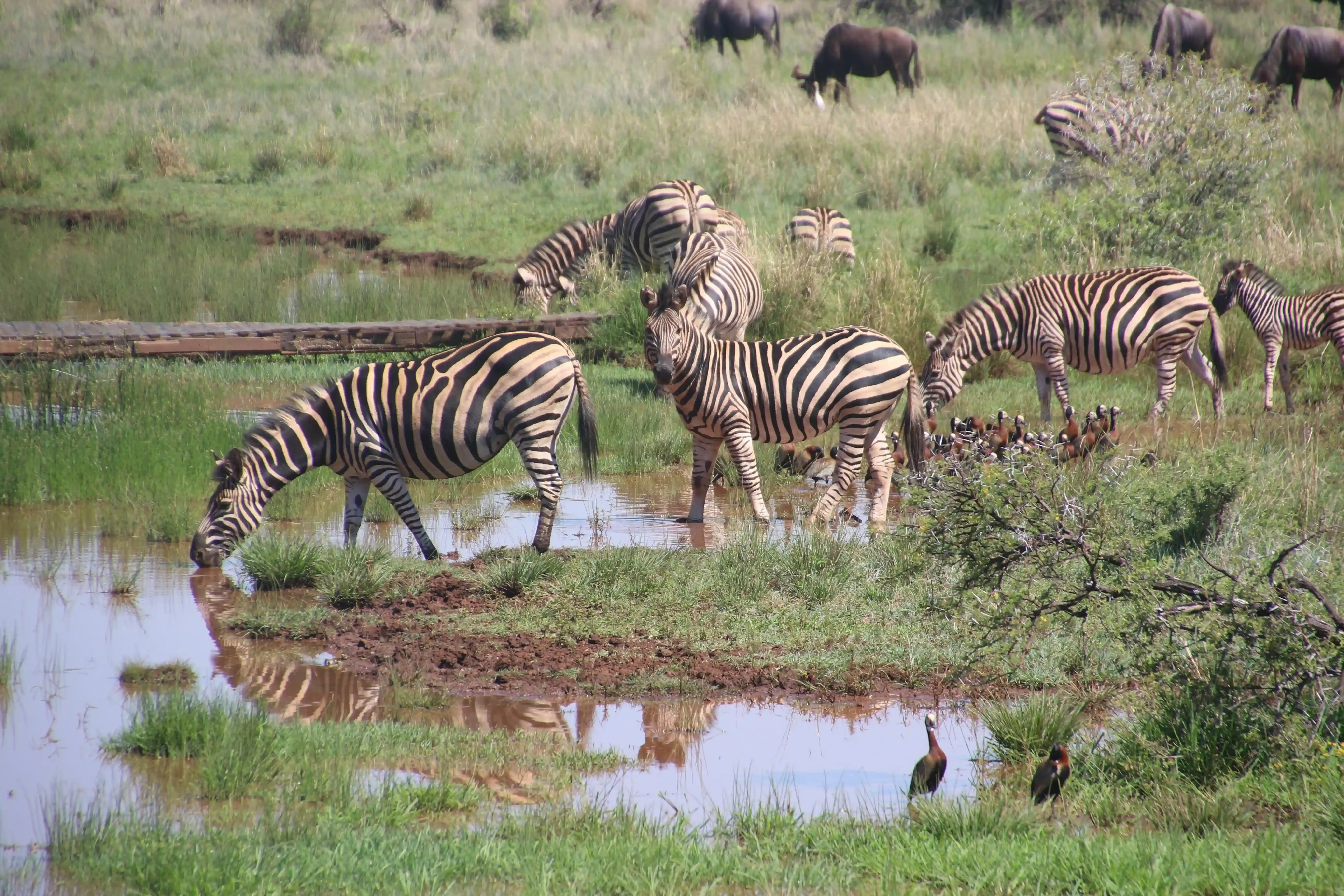 6-dniowe safari w Tanzanii z kempingiem