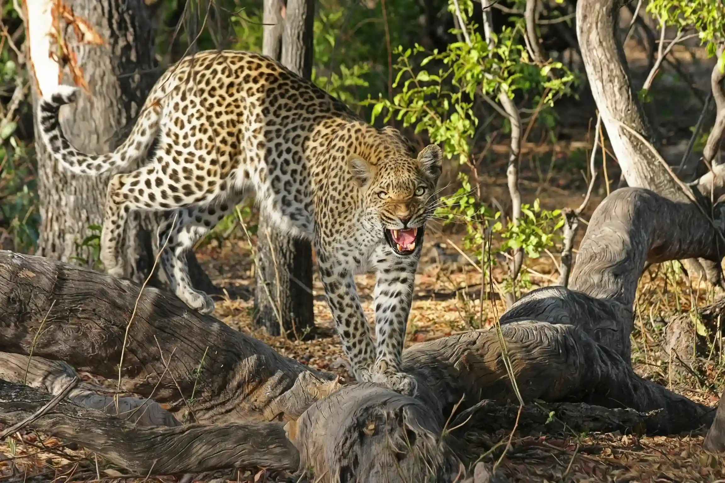 6-Dages Midrange Tanzania Safari