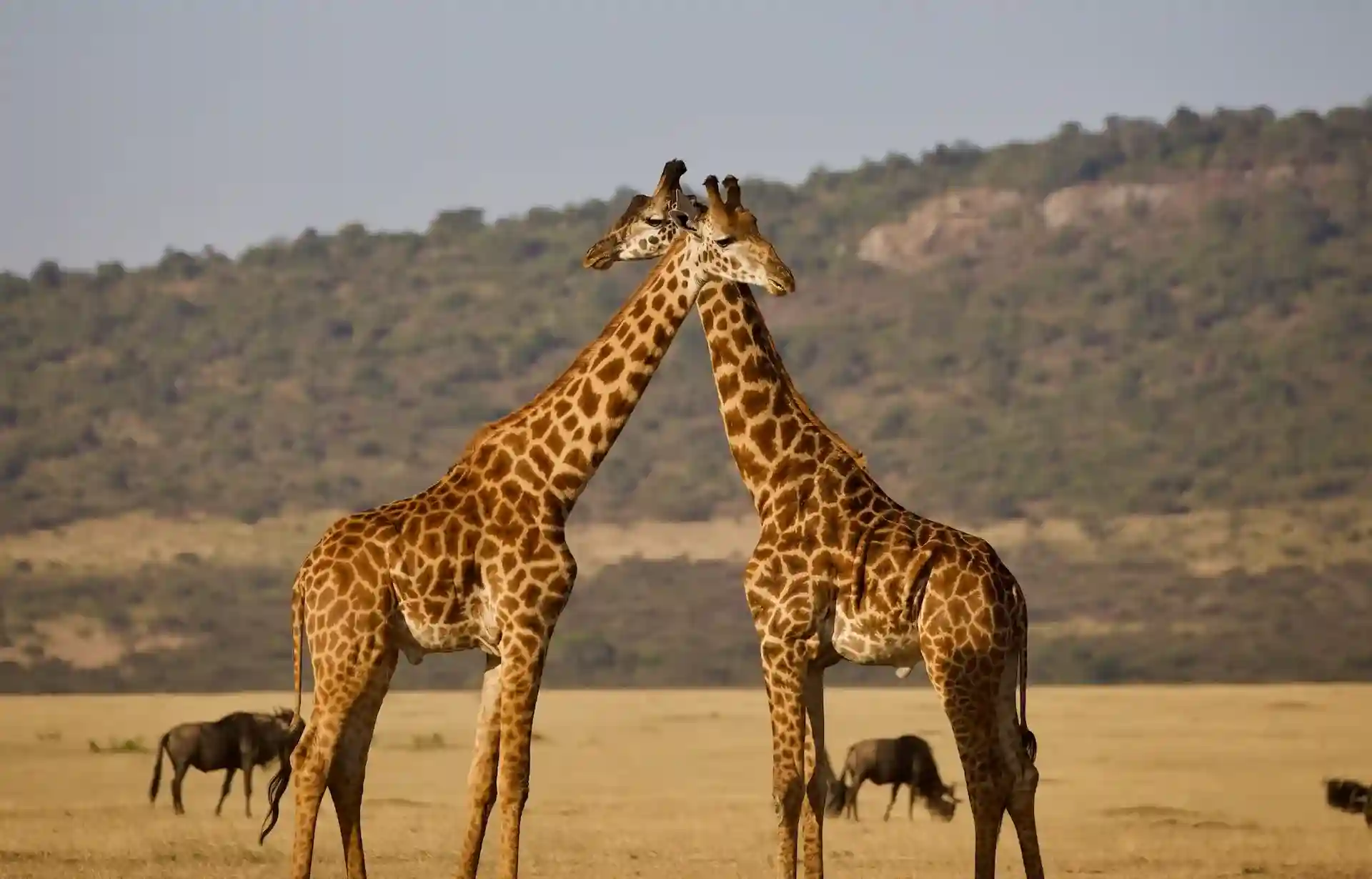 4-Gün Kamp Tanzanya Safari