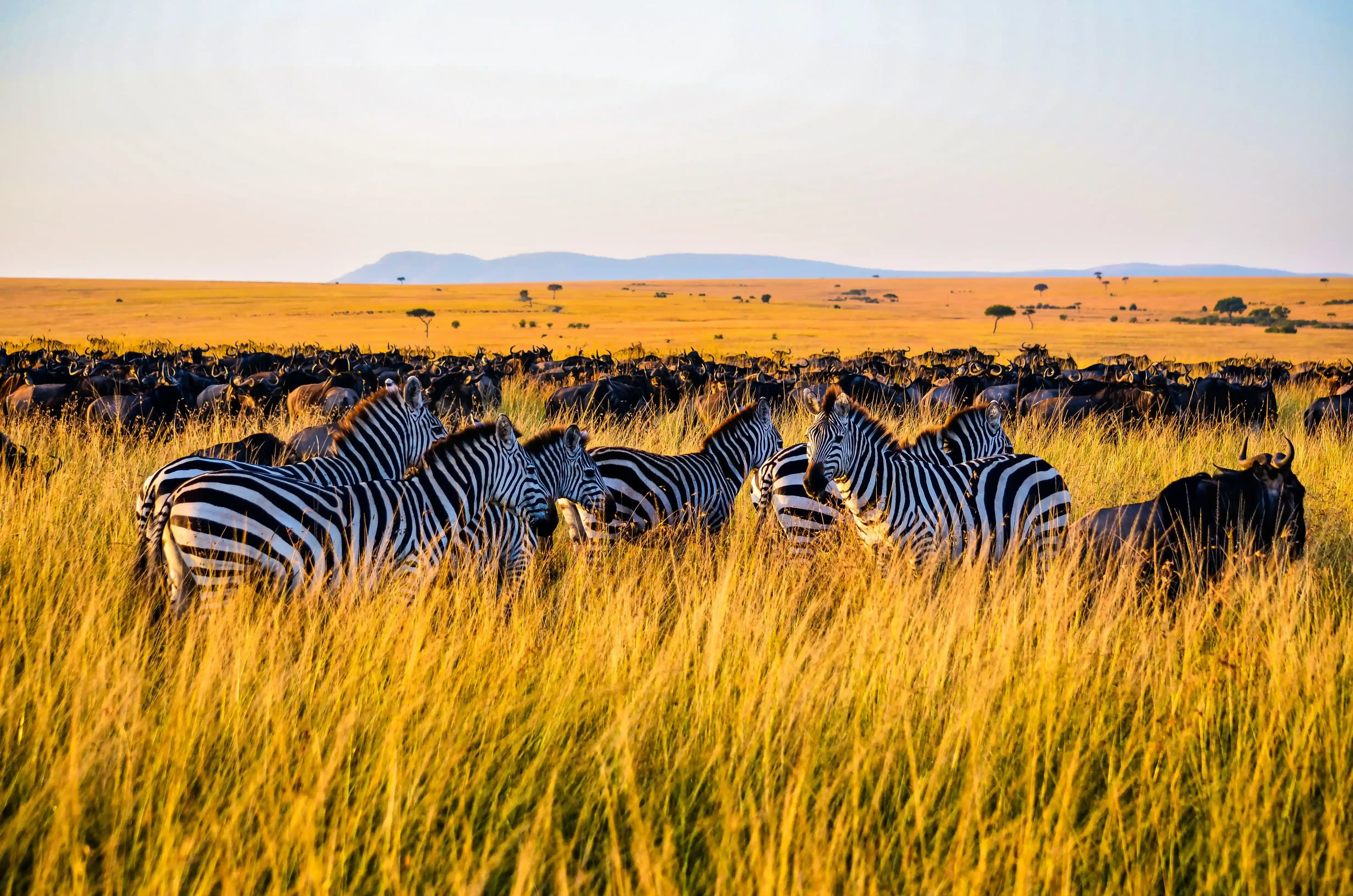 Tanzanias Eksklusive 4-dages Safari